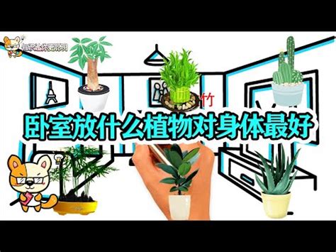 睡房 植物